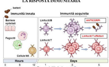 immunità