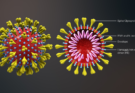 VIRUS
